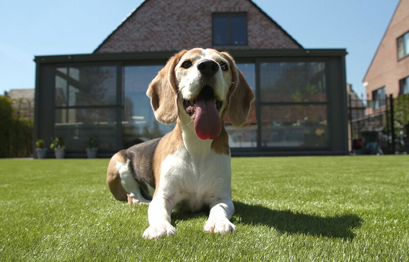 Gazon synthétique réaliste en rouleau GRAMINE ECO